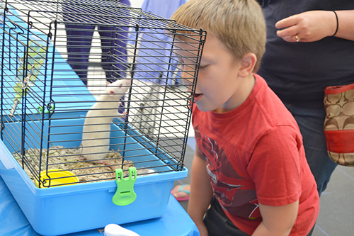 A young visitor gets to get up close and personal with a rat at the Vet Med Open House.
